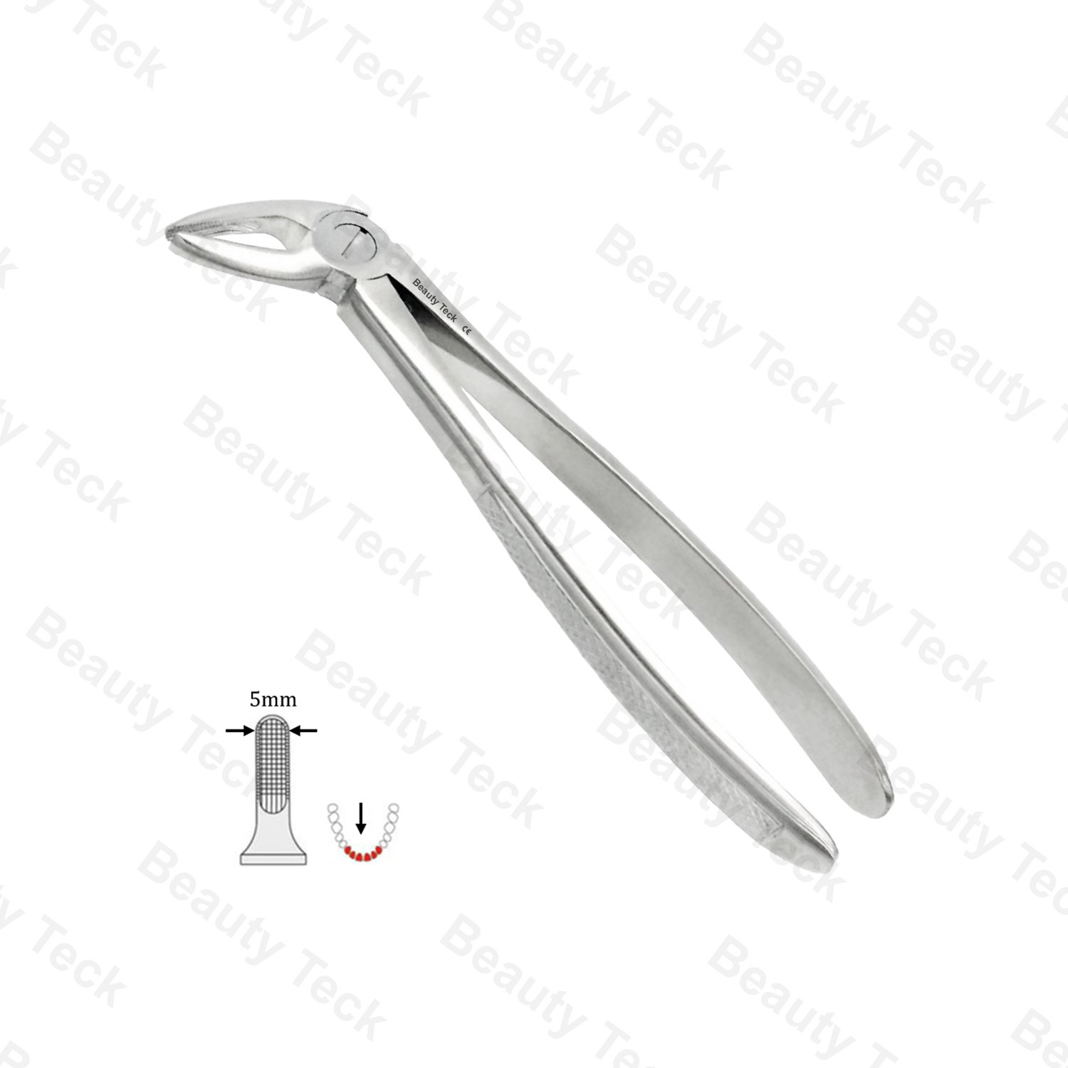 04 Lower Incisors, Canines EF, Serrated, EU