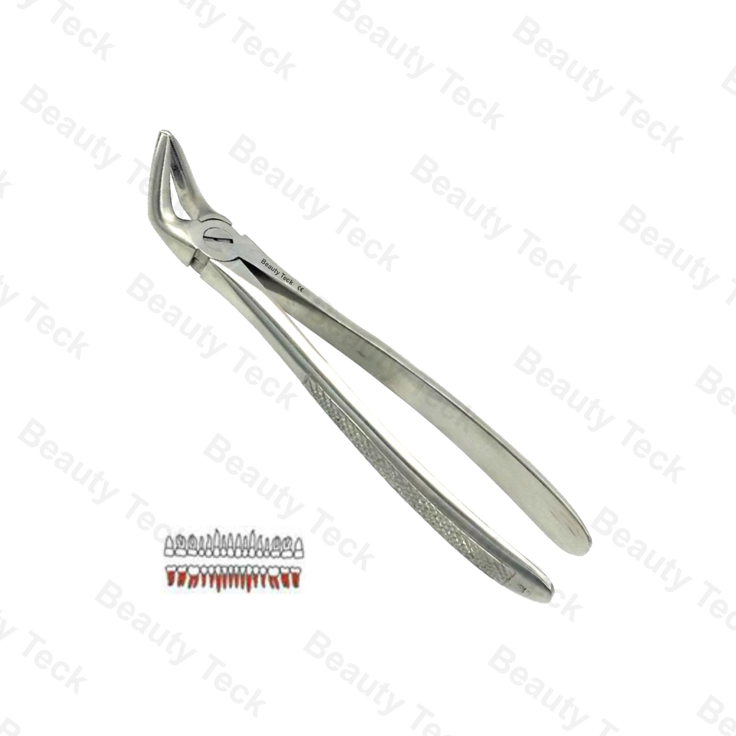 31 Lower Roots Both Sides EF, Serrated, EU