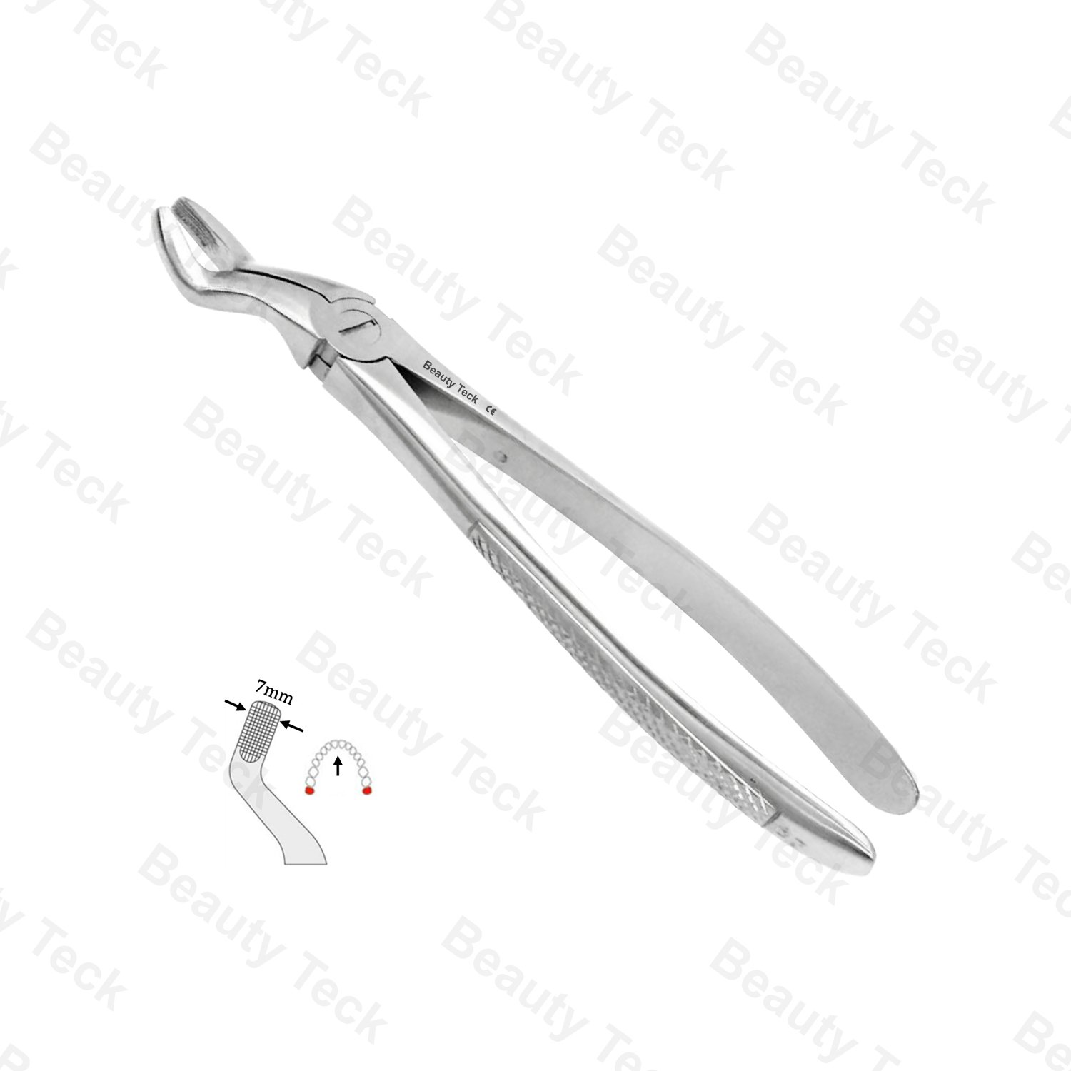 67 Upper Third Molars EF, Serrated, EU